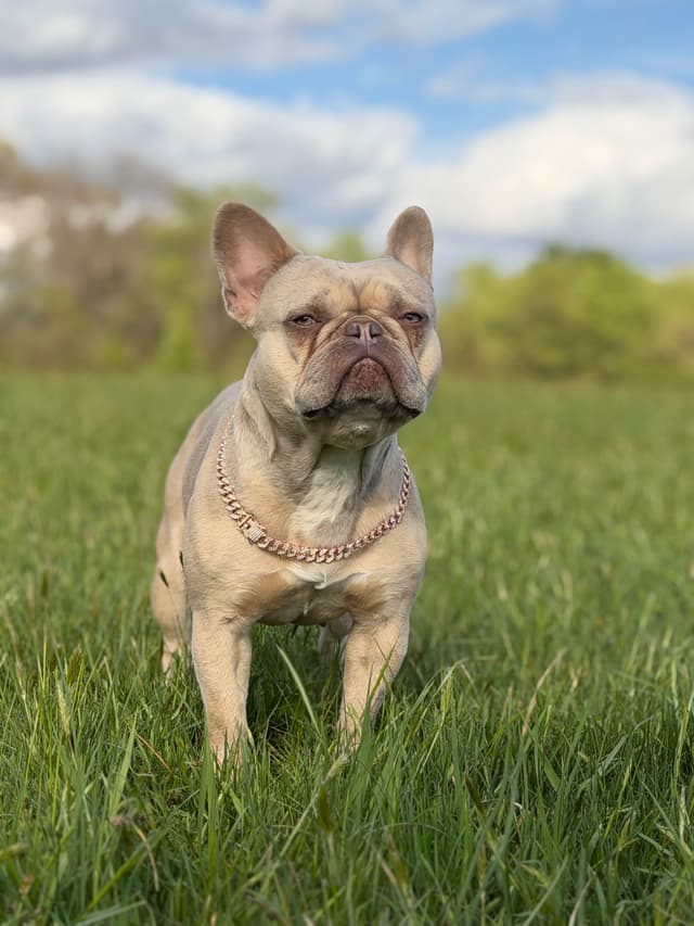 Luxury AKC Frenchies: Isabella, Lilac & Husky Panda Pups media 7