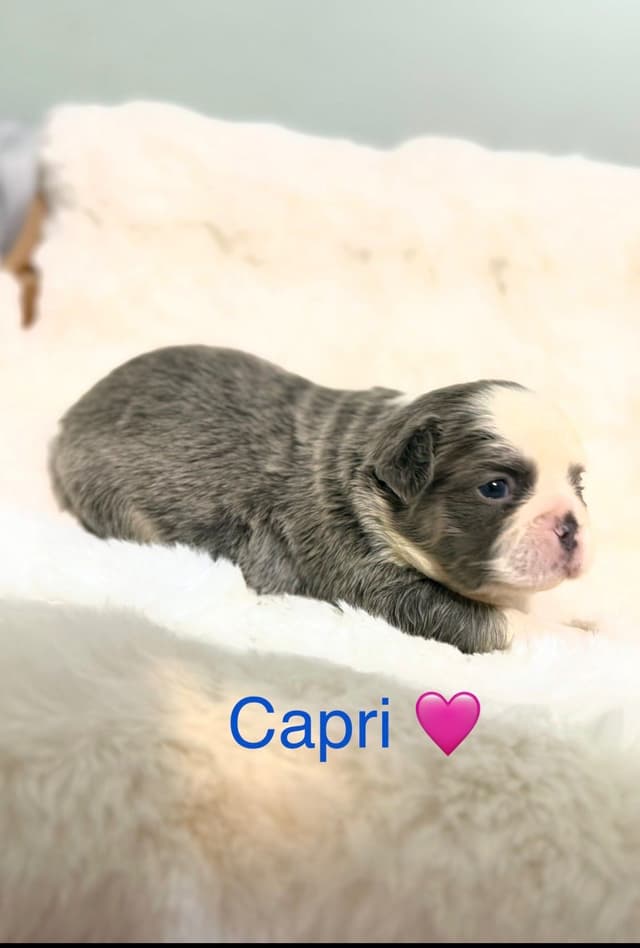 Luxury AKC Frenchies: Isabella, Lilac & Husky Panda Pups media 3