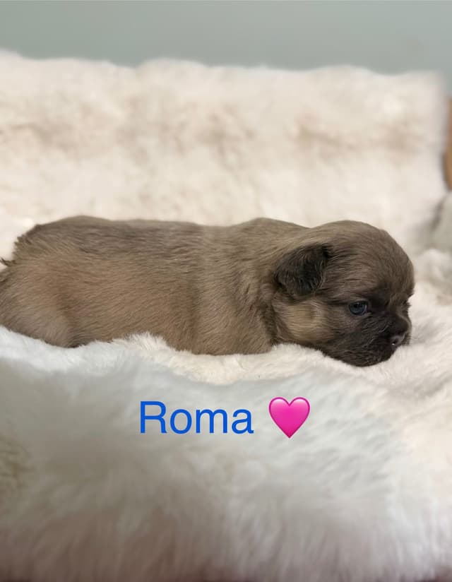 Luxury AKC Frenchies: Isabella, Lilac & Husky Panda Pups media 2