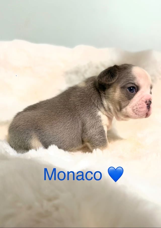 Luxury AKC Frenchies: Isabella, Lilac & Husky Panda Pups media 6