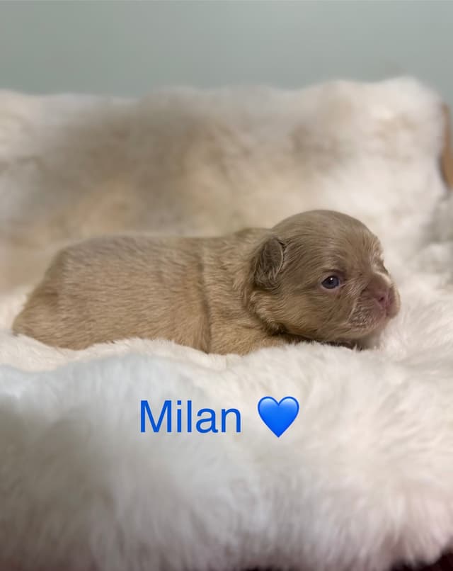 Luxury AKC Frenchies: Isabella, Lilac & Husky Panda Pups media 5