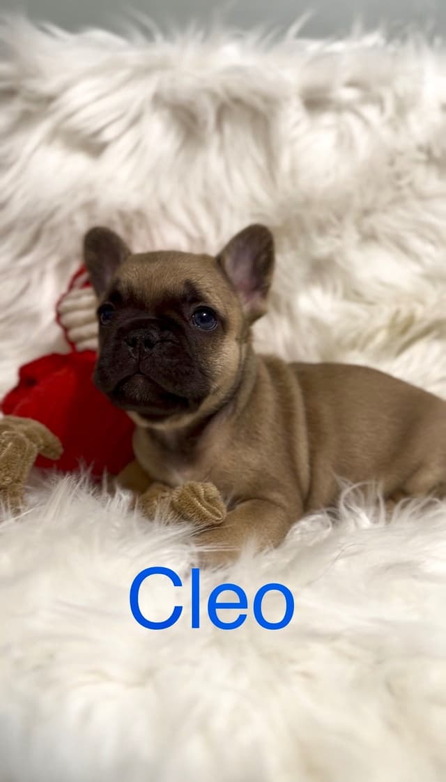 Quality AKC French Bulldog Puppies - Home-Raised & Socialized media 3