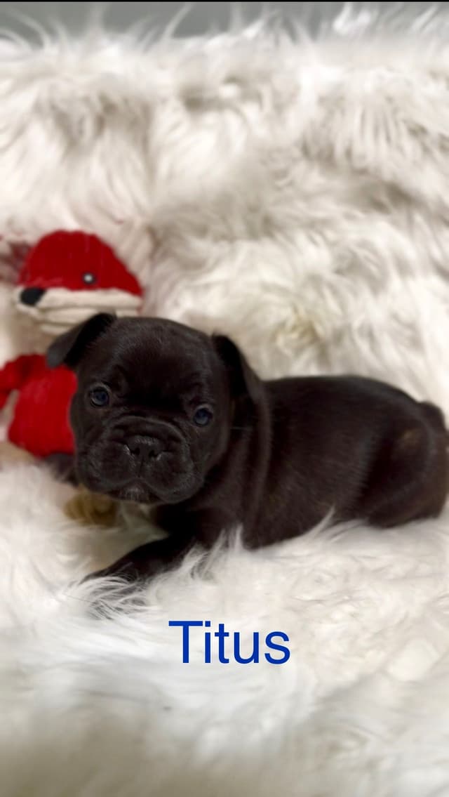 Quality AKC French Bulldog Puppies - Home-Raised & Socialized media 7