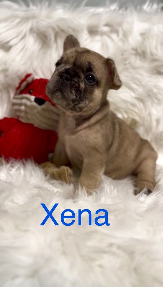 Quality AKC French Bulldog Puppies - Home-Raised & Socialized media 5