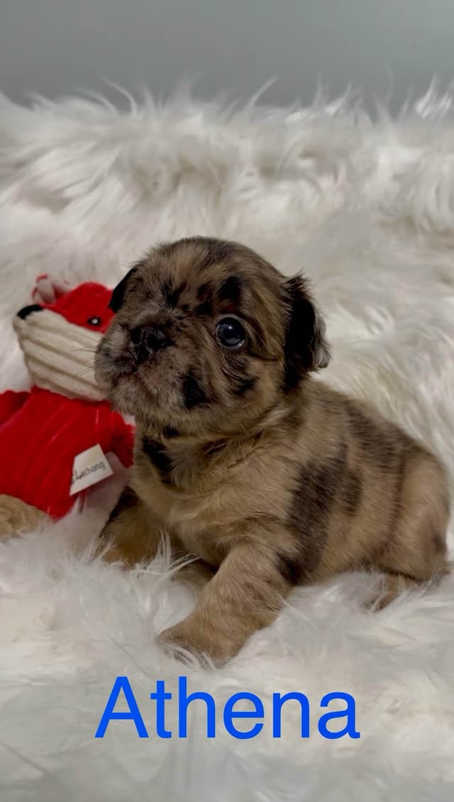 Quality AKC French Bulldog Puppies - Home-Raised & Socialized media 2