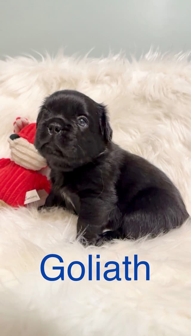 Quality AKC French Bulldog Puppies - Home-Raised & Socialized media 4