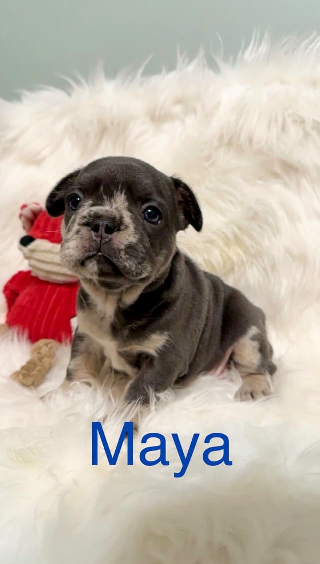 Quality AKC French Bulldog Puppies - Home-Raised & Socialized media 6