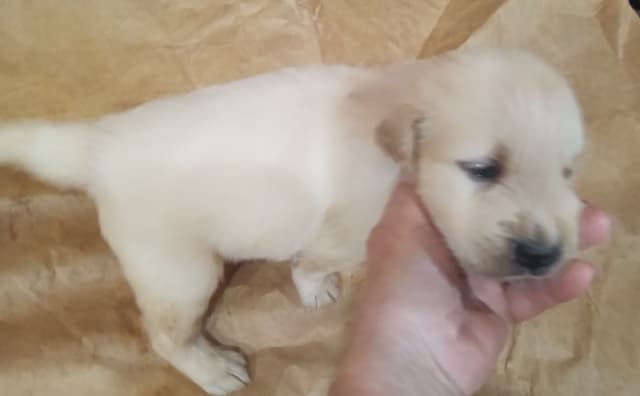 Golden Retriever Puppies media 2