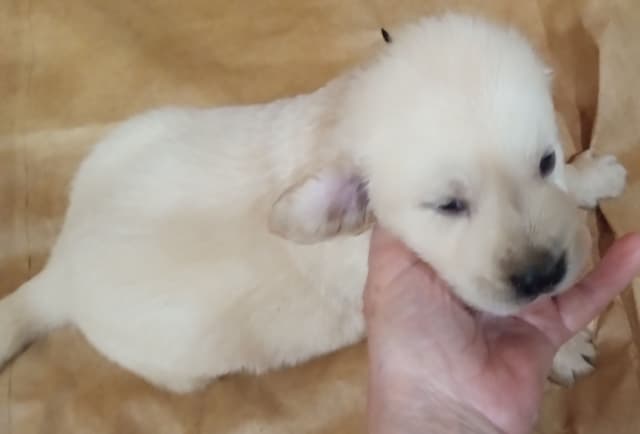 Golden Retriever Puppies media 3