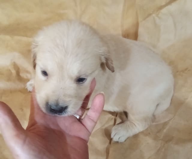 Golden Retriever Puppies media 4