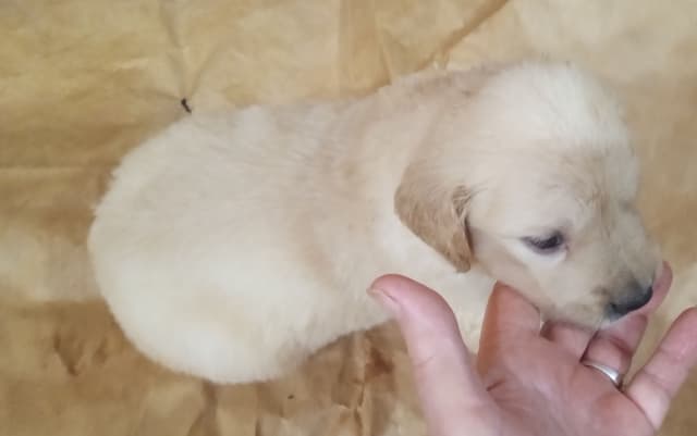 Golden Retriever Puppies media 6