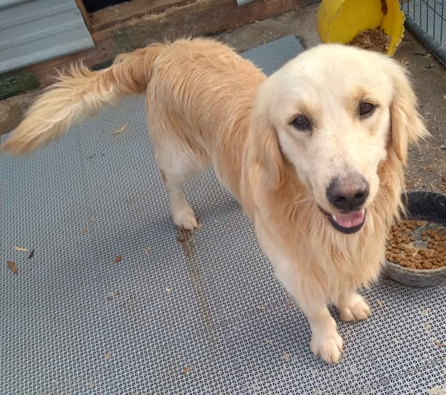 Golden Retriever Puppies media 7