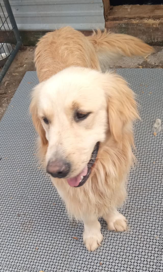 Golden Retriever Puppies media 8