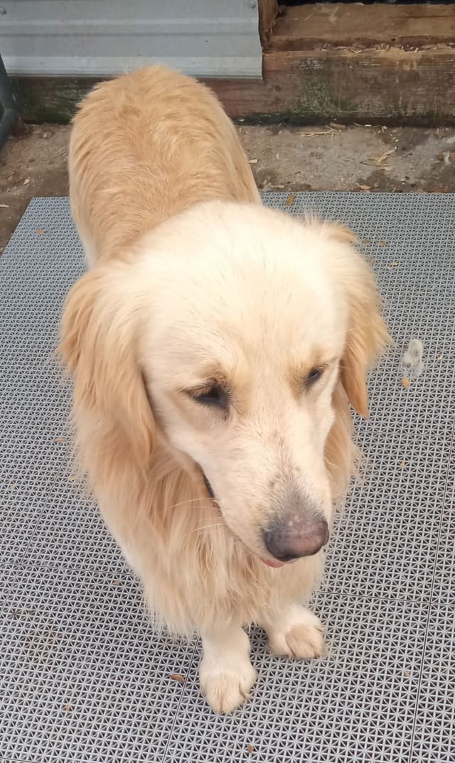 Golden Retriever Puppies media 9