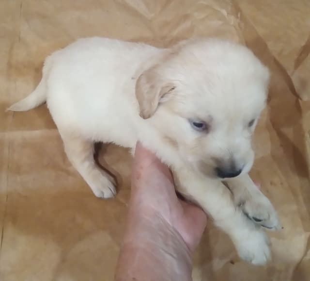 Golden Retriever Puppies media 10