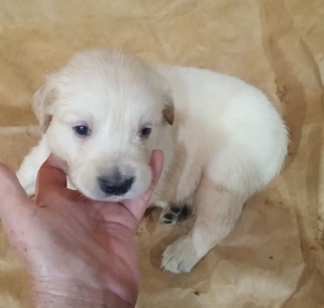 Golden Retriever Puppies media 11