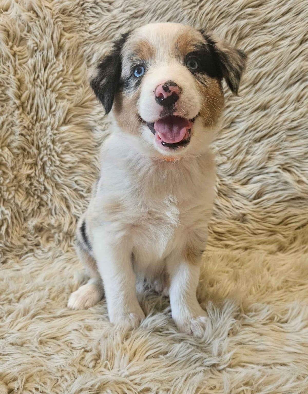 Australian Shepherd Puppies breeder image 1