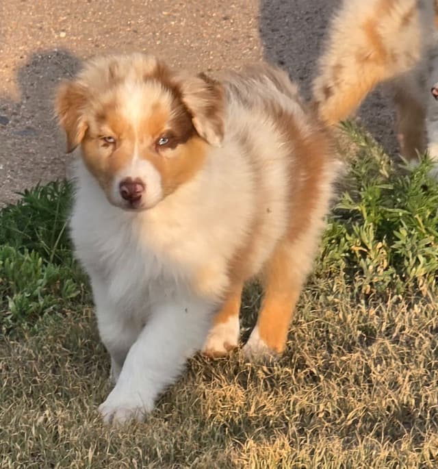 Australian Shepherd Puppies media 2