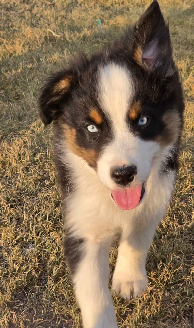 Australian Shepherd Puppies media 3