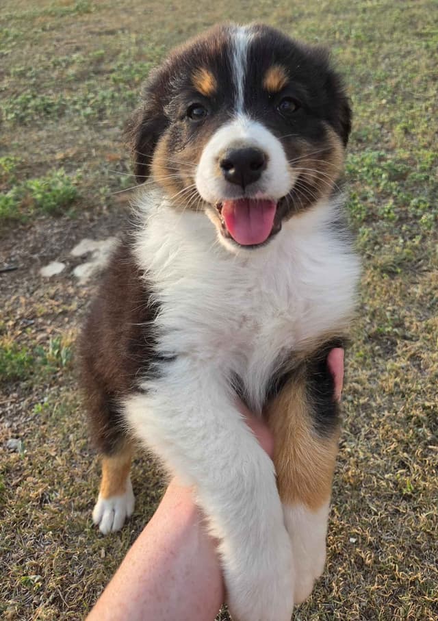 Australian Shepherd Puppies media 5