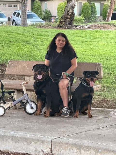 Champion Bloodline AKC Rottweiler Puppies media 4