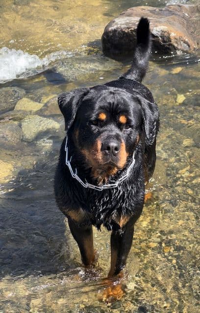 Champion Bloodline AKC Rottweiler Puppies media 6