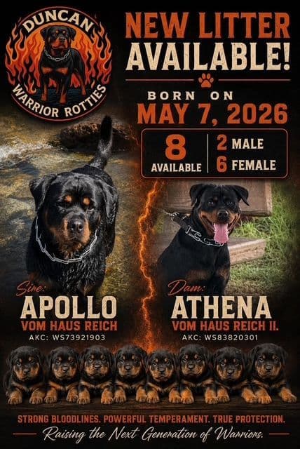 Champion Bloodline AKC Rottweiler Puppies media 7