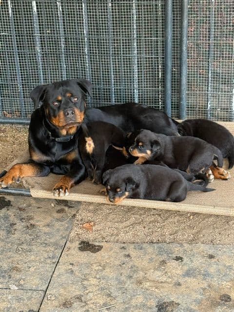 Champion Bloodline AKC Rottweiler Puppies media 5