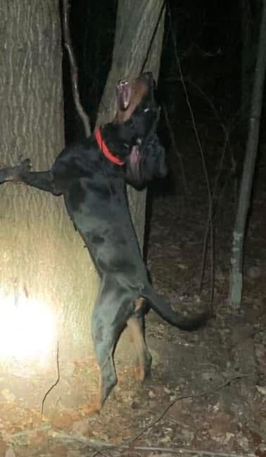 Great Dane Puppies breeder image 1