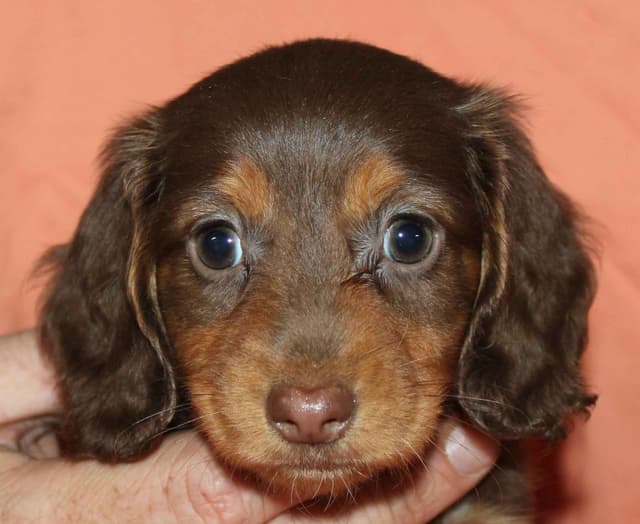 Dachshund Puppies media 2
