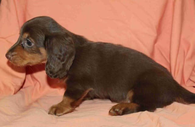 Dachshund Puppies media 3