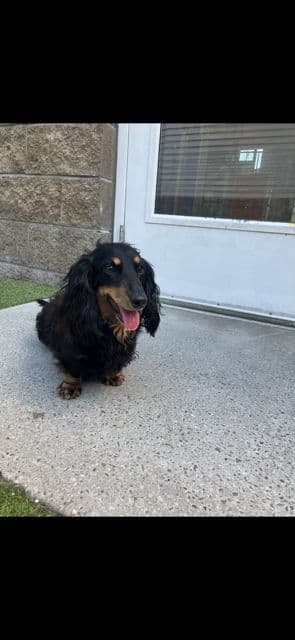Dachshund Puppies media 7