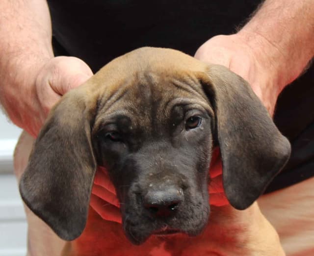 Great Dane Puppies media 7