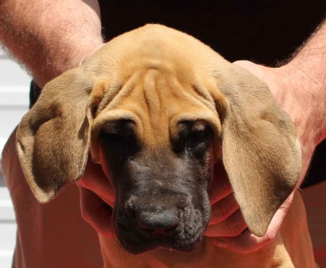 Great Dane Puppies media 4