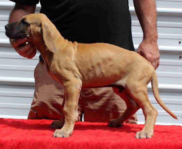 Great Dane Puppies media 5