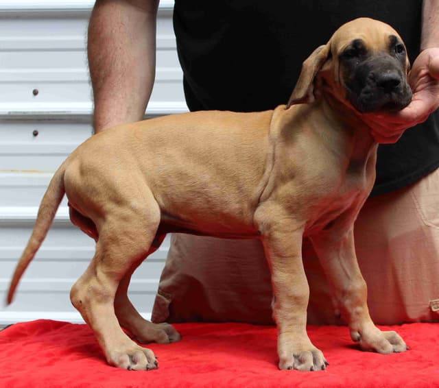 Great Dane Puppies media 6
