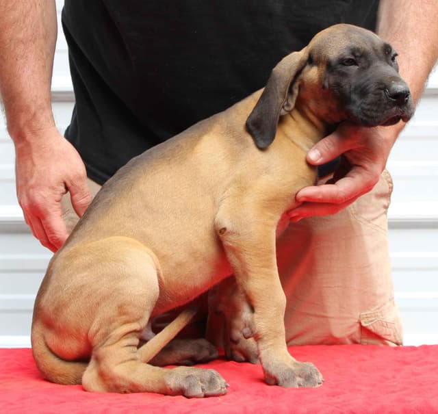 Great Dane Puppies media 9