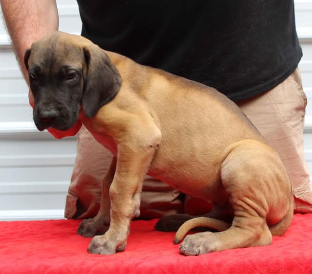 Great Dane Puppies media 8