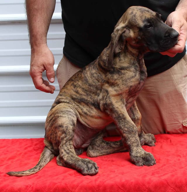 Great Dane Puppies media 2
