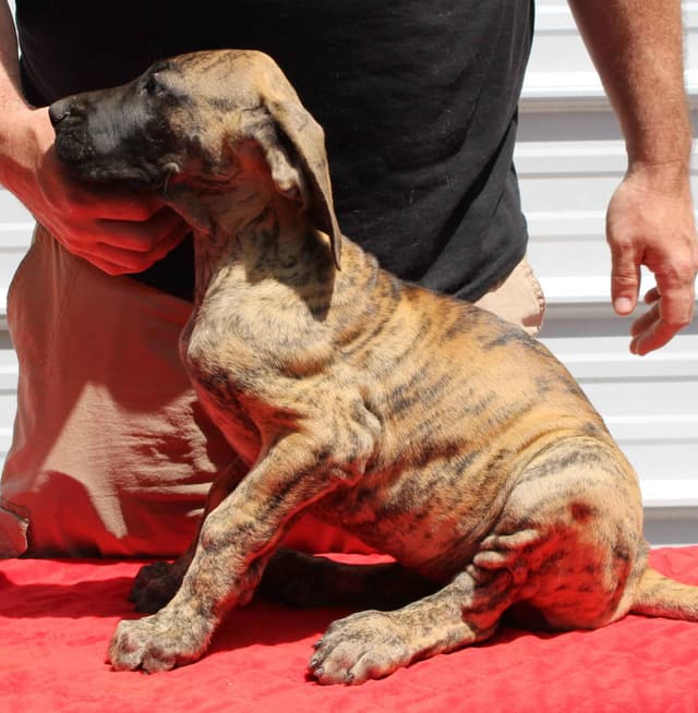 Great Dane Puppies media 3
