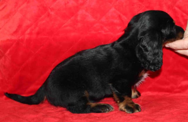 Dachshund Puppies media 2