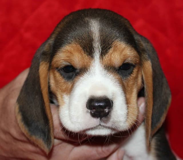 Beagle Puppies media 2