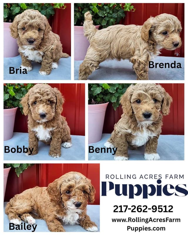 Poodle Puppies media 5
