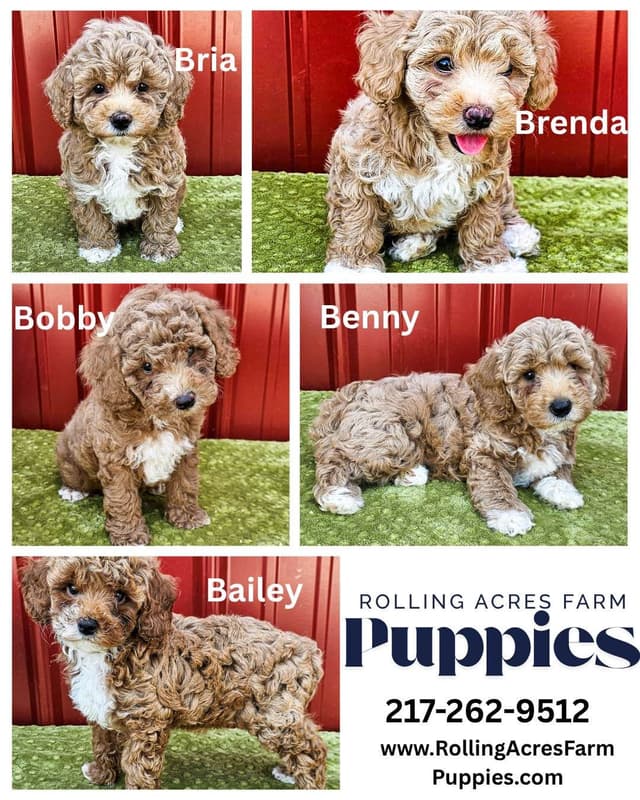 Poodle Puppies media 4