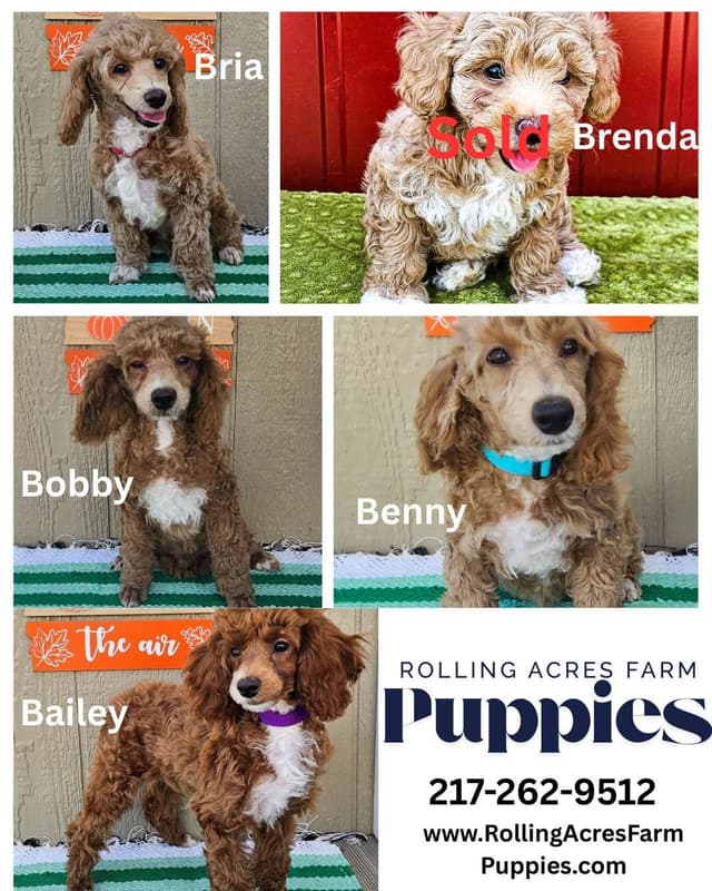 Poodle Puppies media 3