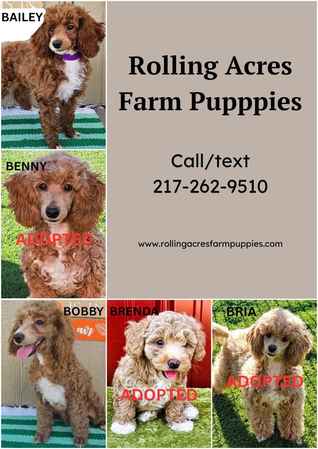 Poodle Puppies media 2