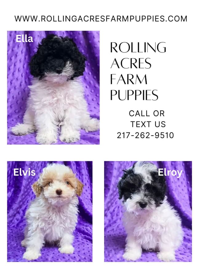Poodle Puppies! media 2