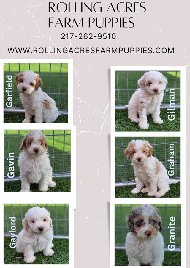 Poodle Puppies media 2