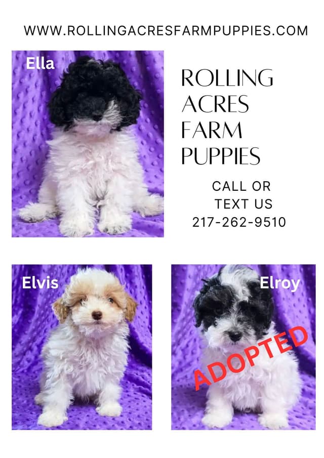 Poodle Puppies! media 3