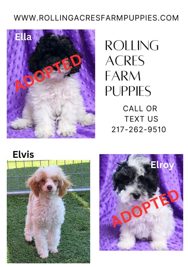 Poodle Puppies! media 4